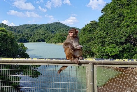 Six Easy Beautiful Reservoir Hikes In Hong Kong Hong Kong Hike