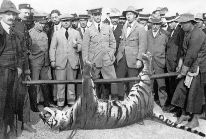 South China Tiger Killed in Hong Kong