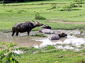 Water Buffaloes taking a mud bath near Shap Long Village, 2023