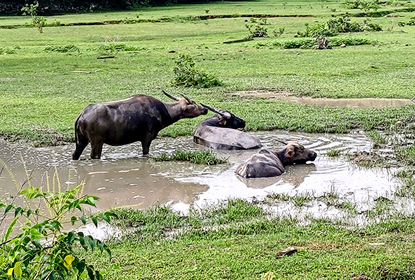 Water Buffaloes taking a mud bath near Shap Long Village, 2023