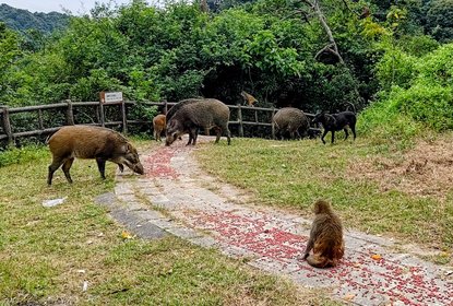 boars and monkeys and dog in kowloon reservoir