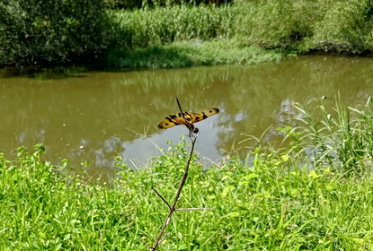 hong kong dragonfly