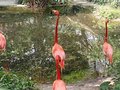 kadoorie farm flamingo